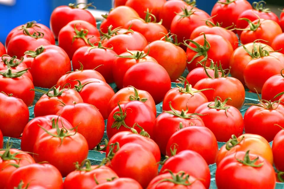 Are tomatoes bad for you?