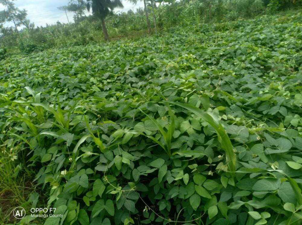 Magical bean making Kenyan men rise to the occasion