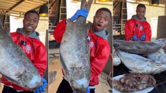 Man Posts Video of Colossal Fish Selling for KSh 1.1m