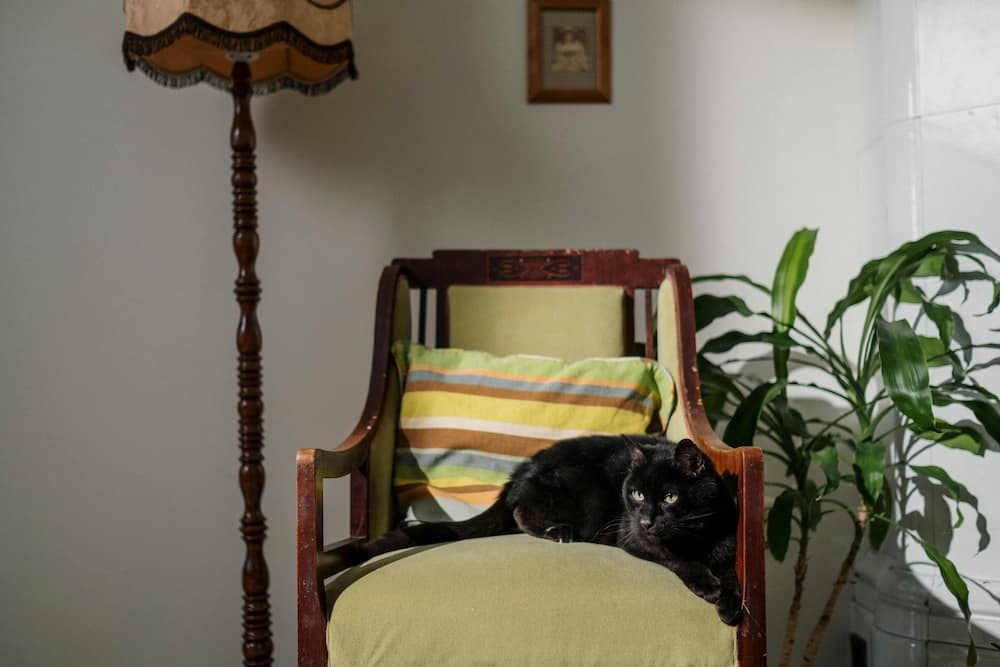 A black cat is on a chair