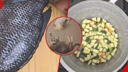 Kenyan Woman Prepares Fish Delicacy for Her Cats in Stunning Video: "My Babies"