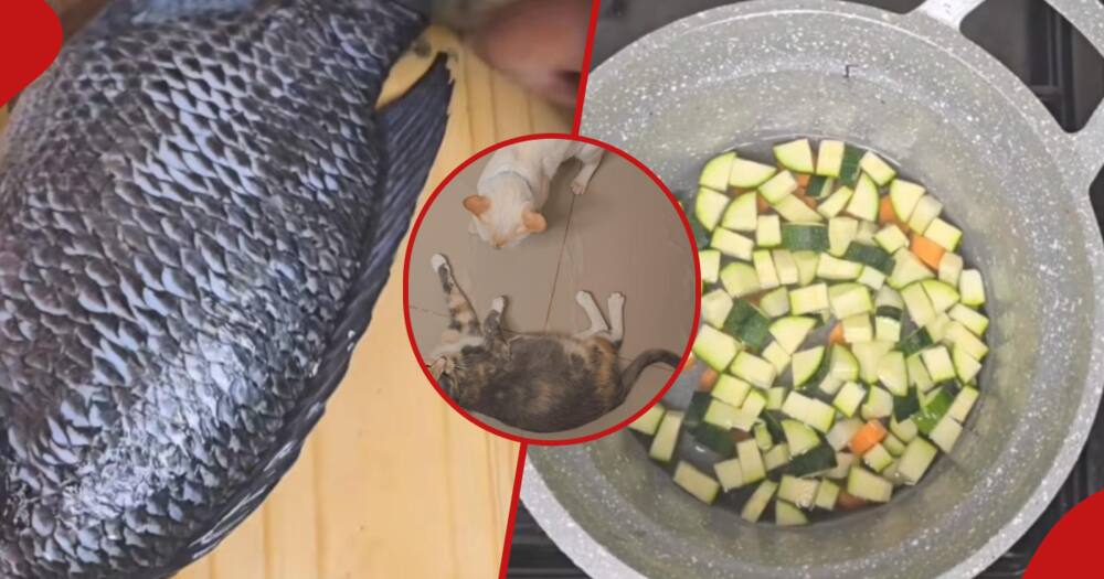 A Kenyan woman stunned netizens with her expensive meal prep for her two cats.