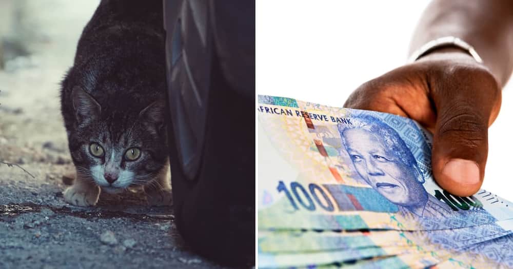 Cat and reward money