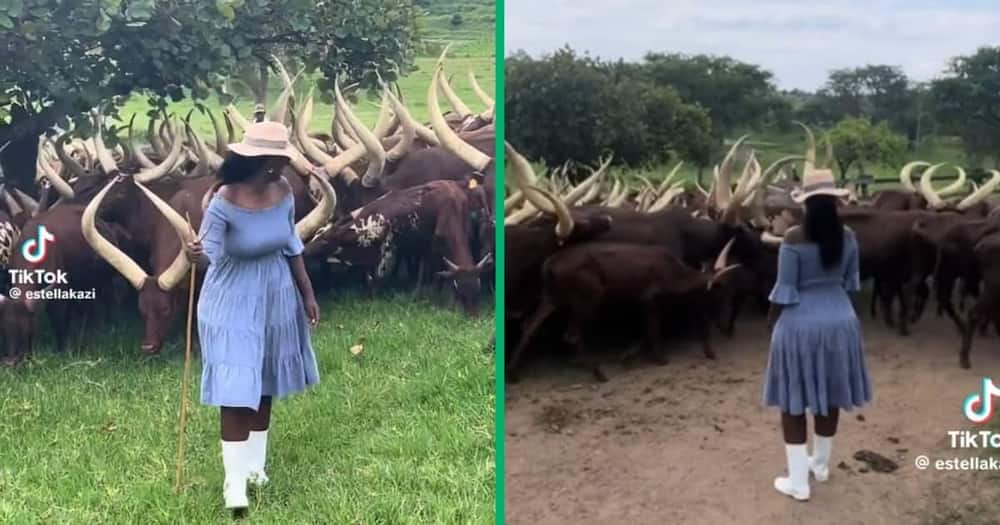 A woman herds Ankole cattle.