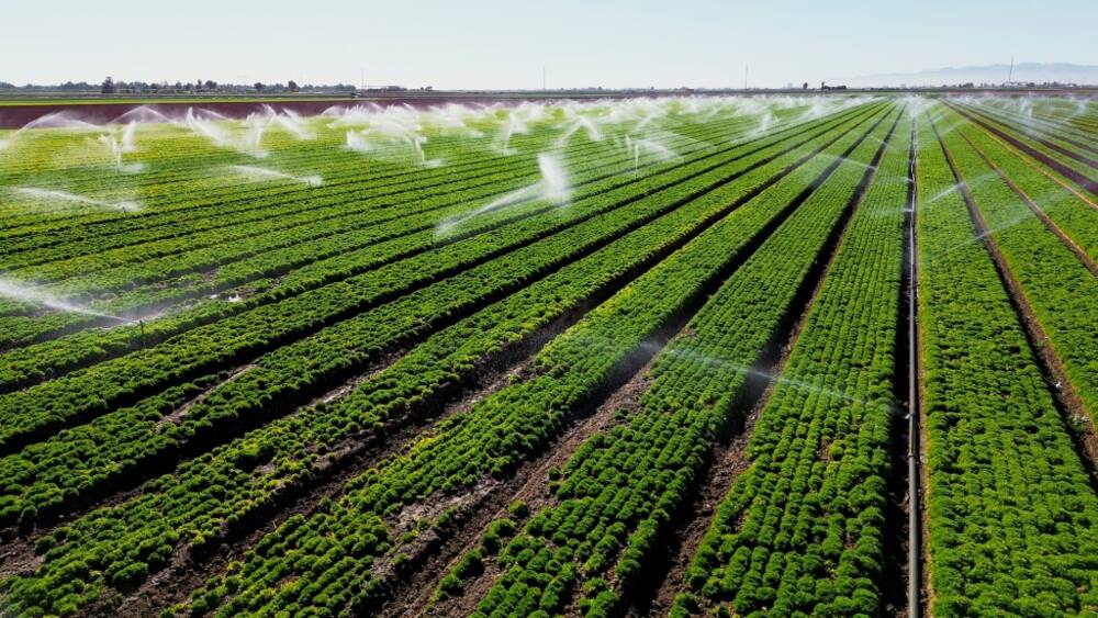 Sprinklers water a lettuce field in California's Imperial Valley, a vital part of America's huge agricultural sector, in February 2023