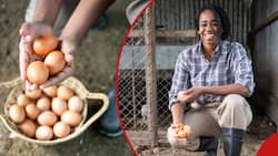 List of 5 Money Mistakes Poultry Farmers Make and How to Avoid Them for Maximum Profits