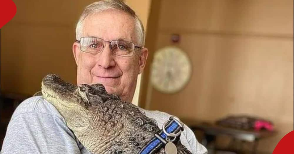 Fan and support alligator Wally denied entry into Phillies game