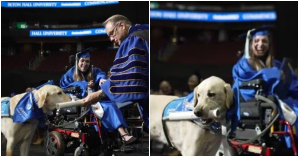 Service dog Justine receiving diploma.