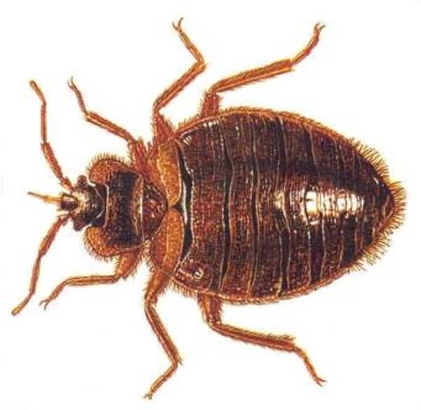 Forget about locust: Mombasa residents crying for help as bedbugs take over their bedrooms