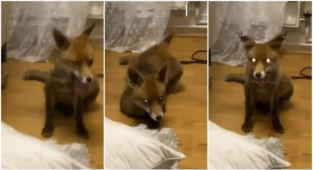 Fox goes into a home and refuses to leave.