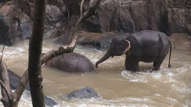 Six elephants die after falling from waterfall while attempting to save each other