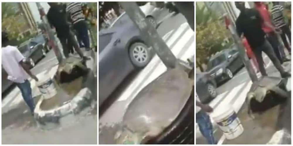 Wow! Giant Turtle Spotted on Lagos Street in Emerging Video