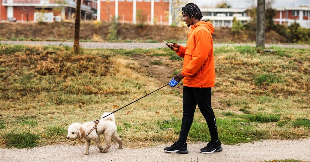 A man walks a dog.