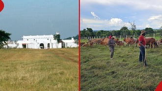 Inside William Ruto’s Expansive 900-Acre Narok Ranch With Multimillion Mansion