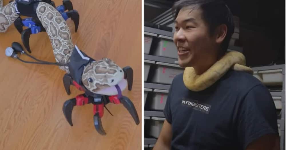 A techie decided to build robotic legs for a snake