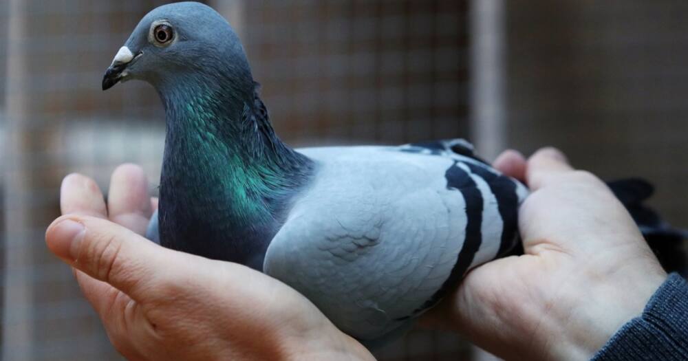 New Kim: Belgian racing pigeon sold for KSh 206M
