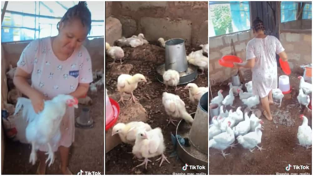 Poultry business in Nigeria/House wife started chicken business.