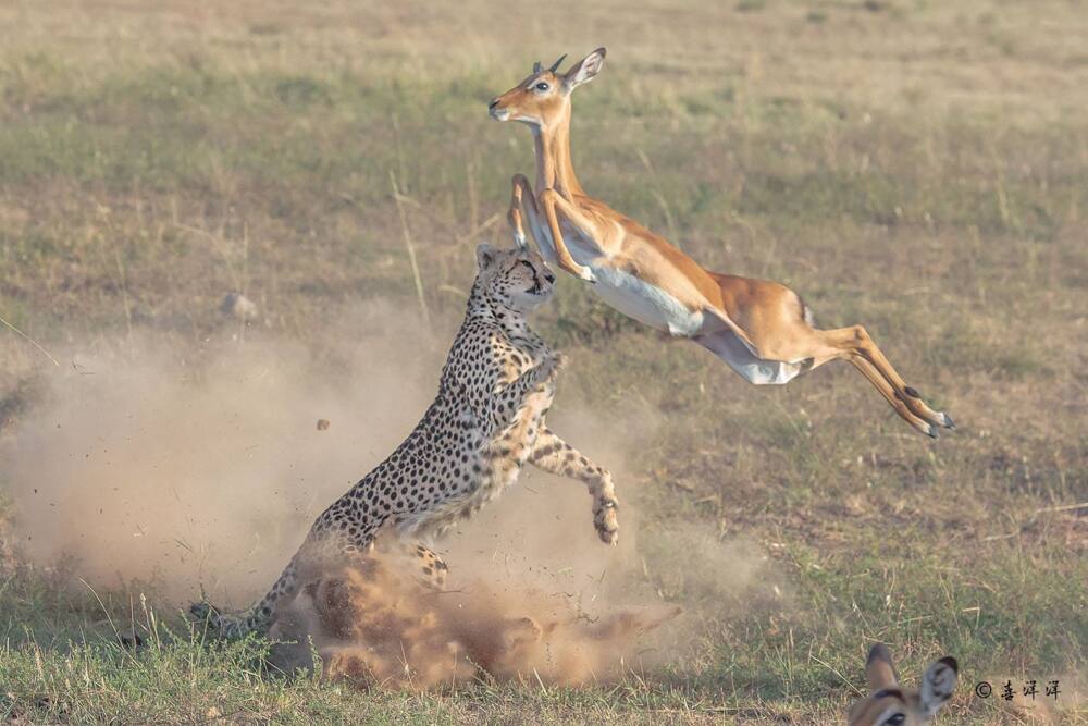 Tourists on Kenya safari captures exciting photos of cheetah bringing down a gazelle