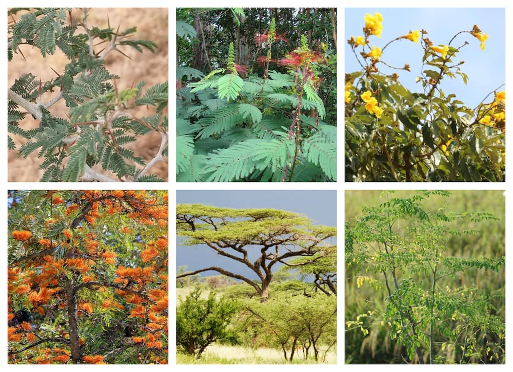 Plants that grow in dry areas in Kenya