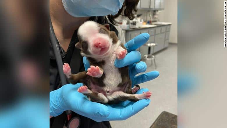Puppy born with six legs is a miracle, vet says after a rare occurrence