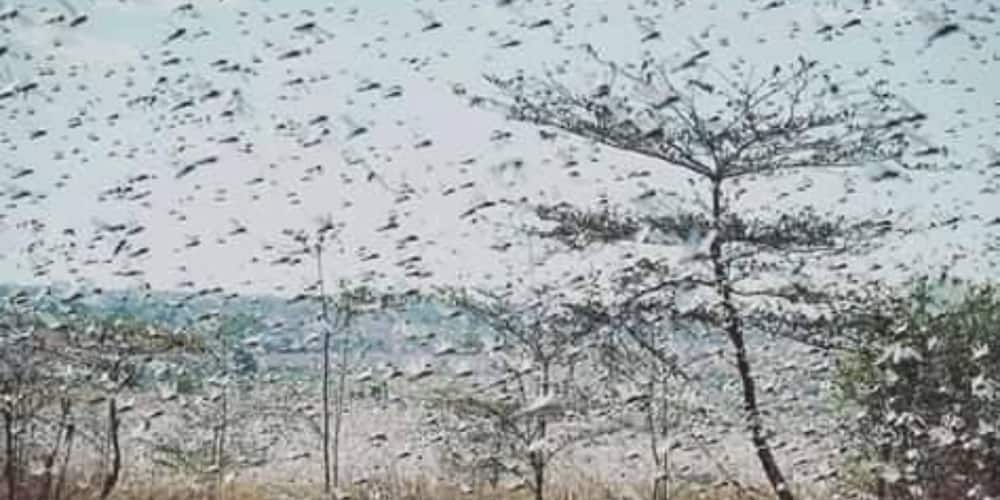 Swarm of locusts land in Uasin Gishu, Kenya's bread basket