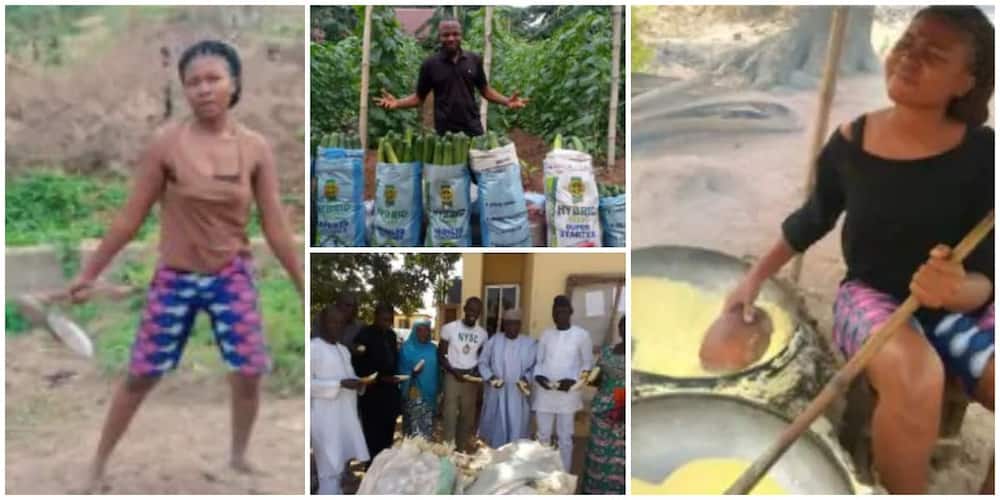 Smart young Nigerians who are excelling the farming business after leaving school