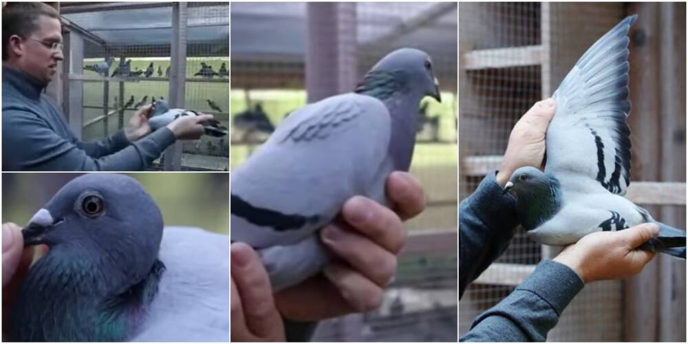 New Kim: Belgian racing pigeon sold for N729 million
