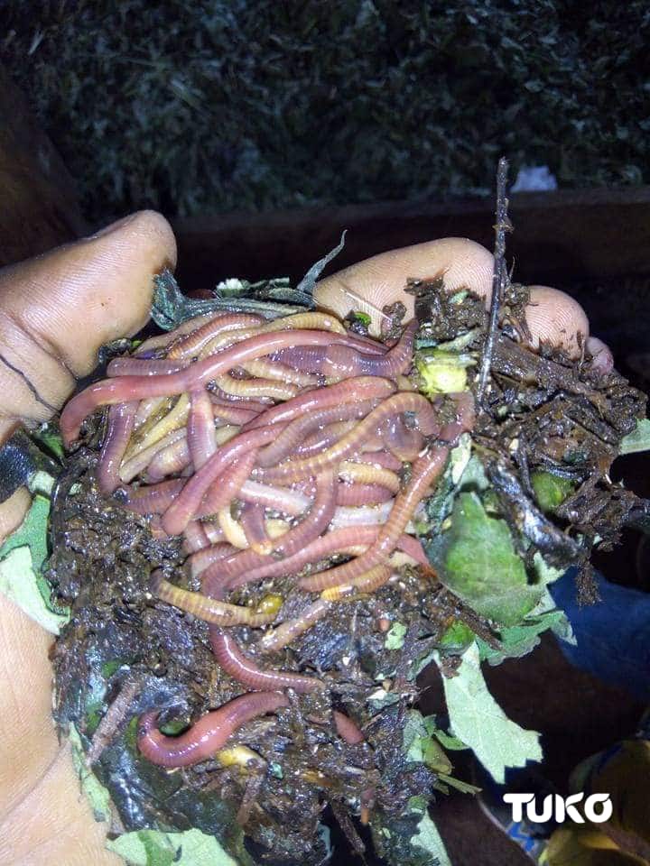 Form Four discovers goldmine in rearing earthworms to overcome unemployment