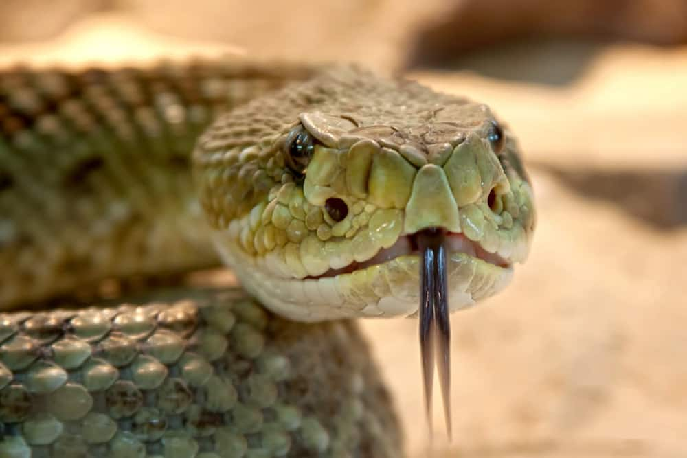 giant killer snakes