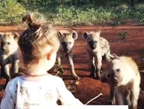 Fisi mpendwa:Toddler recorded on camera spending time with clan of hyenas