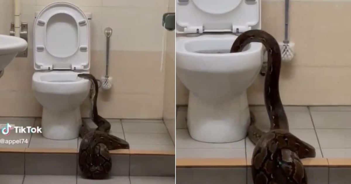 Video Of Massive Snake Slithering Into Toilet Causes Stir Online Tuko   4142c230d10850fa 