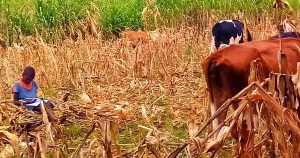 The girl was captured reading while herding cows.