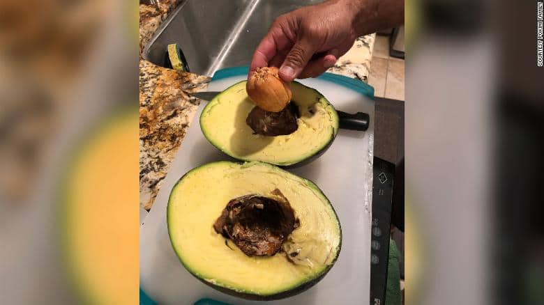 Excitement as world's heaviest avocado weighing 2.55 kg enters Guinness World Records