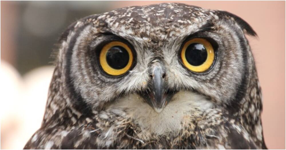 Luo and the Luhya tribes believe that these birds are signs of bad omens and bad luck. Photo: Getty Images.