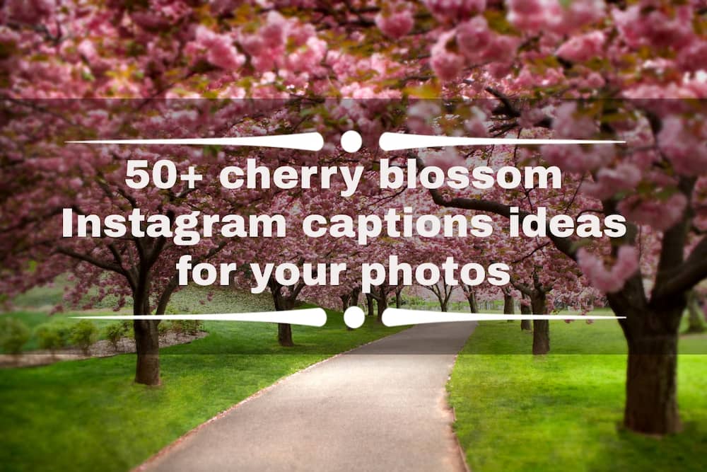 cherry blossom Instagram captions