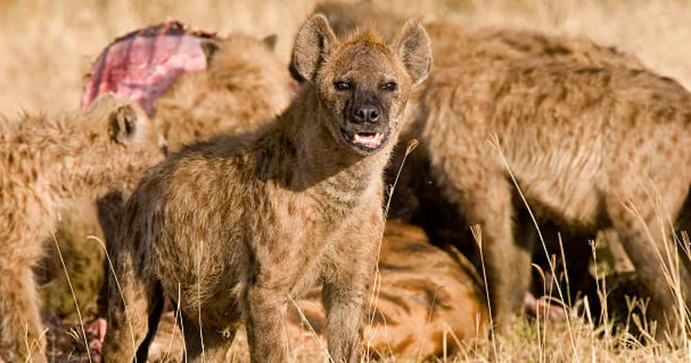 Witeithie residents have been warned of deadly Hyenas in the area.