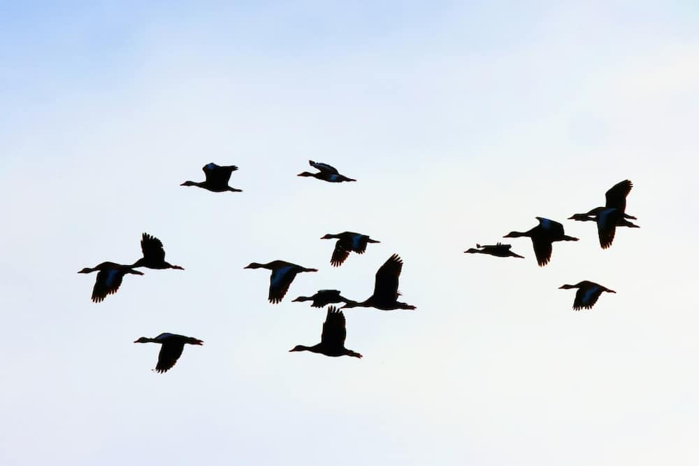 Ducks are believed to be superspreaders of bird flu in part because they travel so far as they migrate
