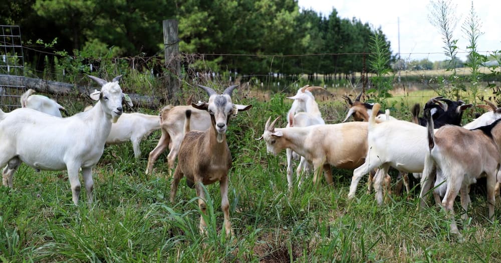 Four students were apprehended for stealing goats.