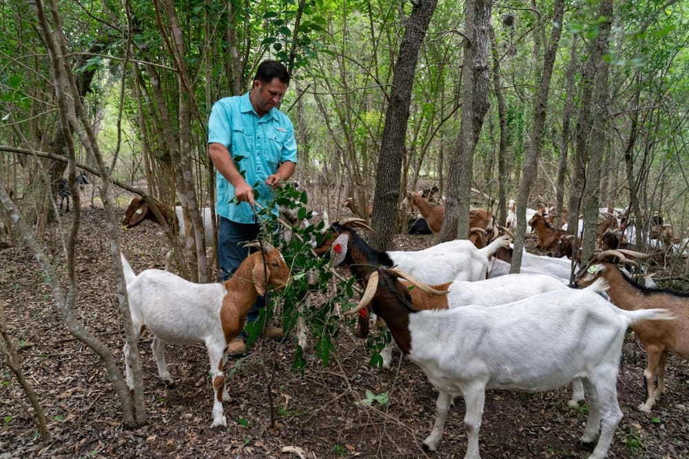 Kyle Carr, co-owner of Rent-a-Ruminant's Texas franchise, interacts with his herd of goats at the Brackenridge Park Conservancy in San Antonio, Texas, on June 22, 2023