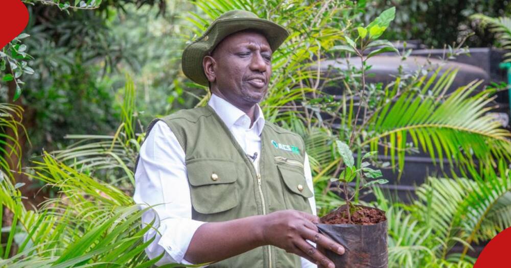 Ruto's administration showed commitment to increasing forest cover.