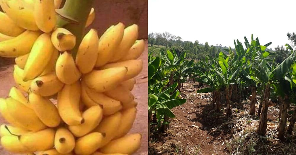 Notorious thieves beaten mburukenge style after getting stuck in banana farm