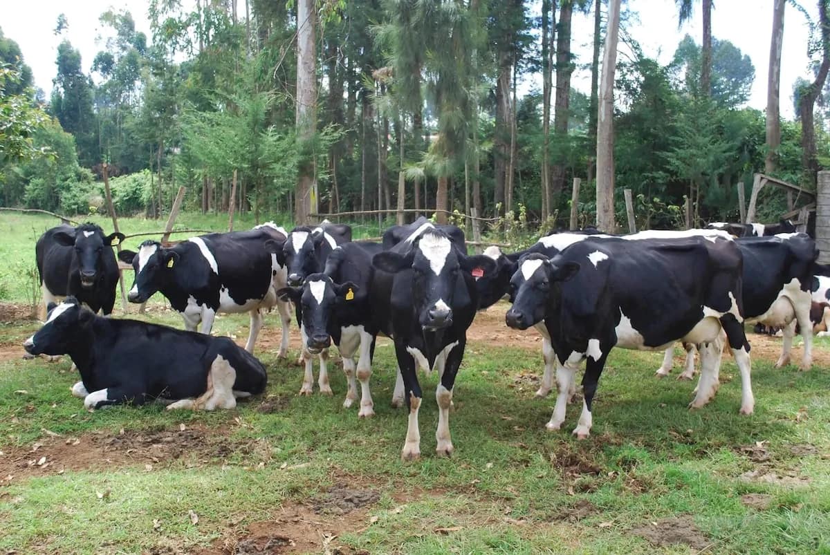 Taita Taveta: Dairy farming new gold mine for local farmers