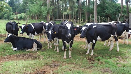 Bungoma Woman Loses Cows Worth KSh 200k While Dancing to Circumcision Songs