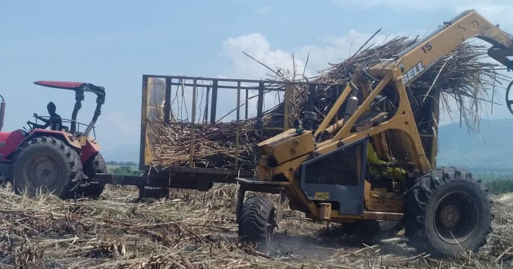 Cane farmers will start delivering the raw material.