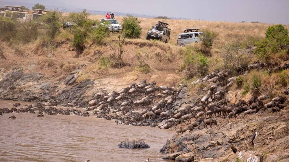 Maasai Mara: 300 wildebeests drown in Mara River during annual migration