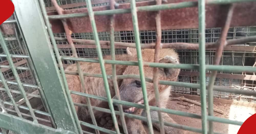 Caged hyena captured by KWS officers.