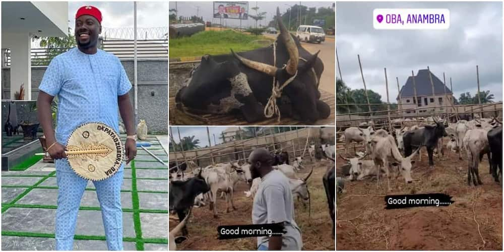 Obi Cubana receives 346 cows, 72 goats and 20 rams from friends for his mothers burial.