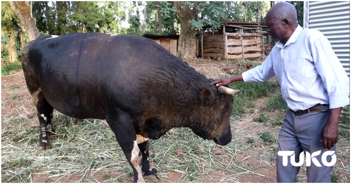 Untold Luhya Rituals Done on Night Before Bullfighting Matches: 