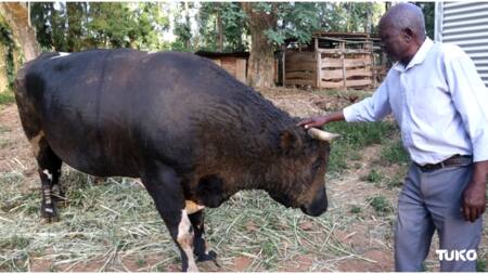 Untold Luhya Rituals Done on Night Before Bullfighting Matches: "No Sleeping Together"