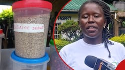 Homa Bay Women Using Sesame Seed Oil As Family Planning Method, Experts Caution Users